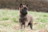 MALINOIS 835